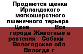 Продаются щенки Ирландского мягкошерстного пшеничного терьера › Цена ­ 30 000 - Все города Животные и растения » Собаки   . Вологодская обл.,Вологда г.